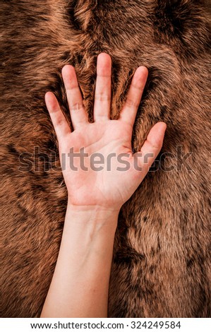 Hand on Fur. Animal Mountain Wildlife. Concept and Idea of Hunting, Anti Fur, Wearing Fur and Fashion Industry or for Background, Textures, Wallpaper. Close up Full Frame.