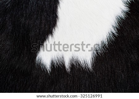 Cow Hair, Cow Fur and Skin. Genuine, Black and White. Animal Background, Pattern, Wallpaper and Textured. Concept and Idea of Dairy Farm Life, Vintage Country Style, or Leather Industry.