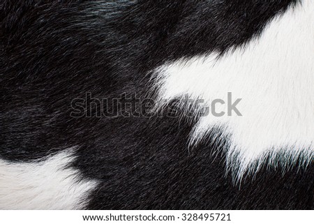 Cow Skin, Cow Hair, Fur. Black and White. Animal Background, Pattern, Wallpaper and Textured. Concept and Idea for Dairy Farm Life, Vintage Country Style.