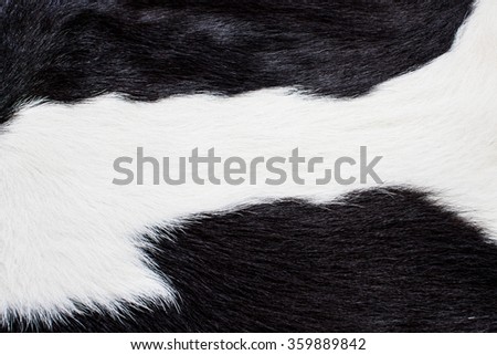 Cow Skin, Cow Hair, Fur. Black and White. Animal Background, Pattern, Wallpaper and Textured. Concept and Idea for Dairy Farm Life, Vintage Country Style.