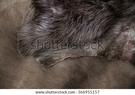 Grey, Dark Brown Wolf Fox Fur Natural, Animal Wildlife Concept and Style for Background, textures and wallpaper. / Close up Full Frame.