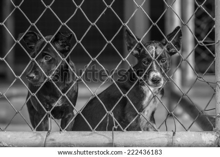 sad puppies in the cage