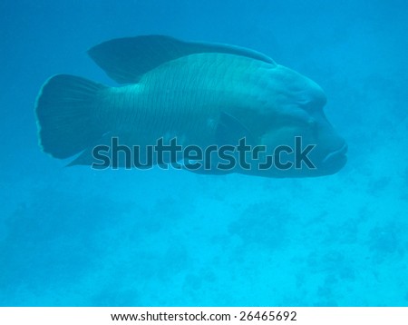 Napoleon fish in Red sea (Cheilinus undulatus)