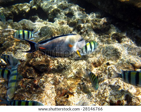 Surgeon fish and other tropical fish on the reef of Red sea