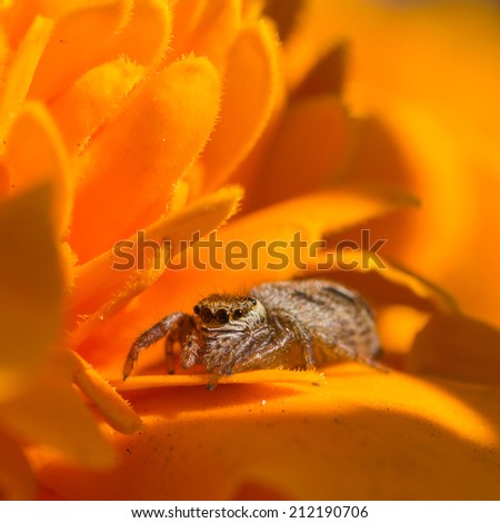 Closeup of a cute little Jumping spider sitting on a bright orange marigold flower