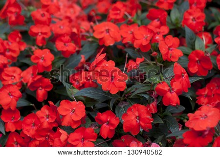 Red flowers bloom summer garden leaves green natural beauty.