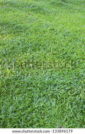 space covered of young green grass like carpet