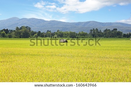 Paddy field of yellow rice harvest season.