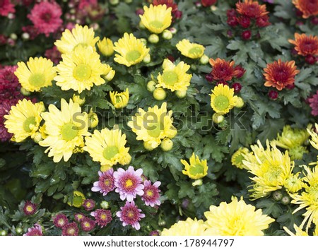 Beautiful spring flowers red  yellow flower nature background.