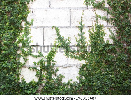 The Green Creeper Plant on the Wall