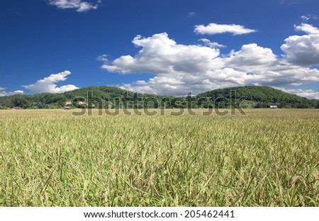 Rice field yellow grass blue sky cloud cloudy landscape background
