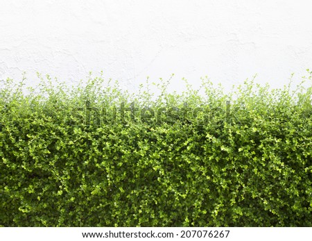 Bushes fence leaves green White plaster walls