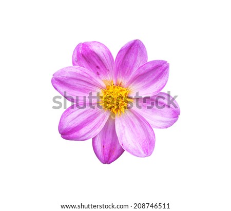 Natural pink dahlia flower isolated on white background.
