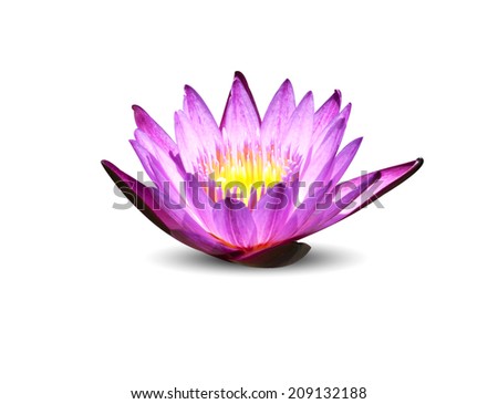 Lotus bloom in the pond lotus leaf green nature.