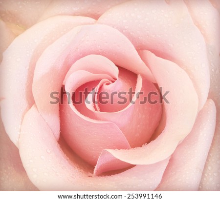 Background of pink roses represent love, I love you.