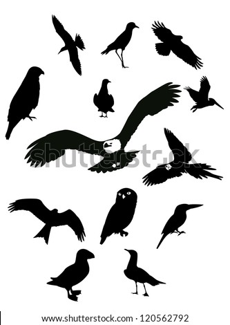 Black Birds Stock Vector Illustration 120562792 : Shutterstock