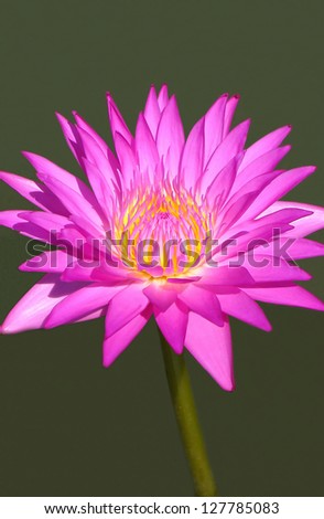 Close up of a pink lotus bloom with smooth background