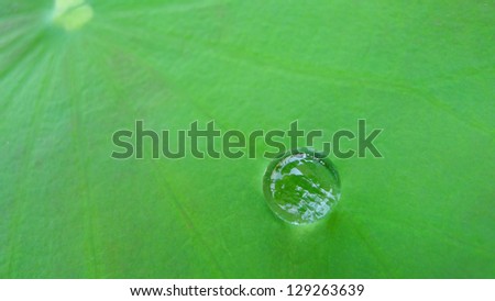 Close up waterdrop on lotus leaf