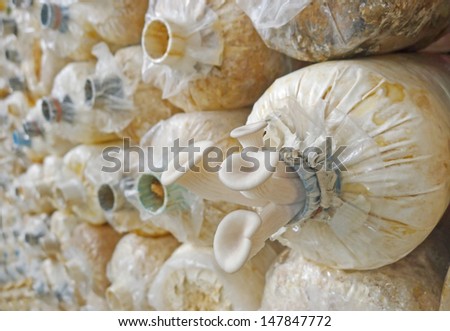 Closeup fresh Phoenix mushroom or Indian Oyster in a mushroom cube at mushroom farm