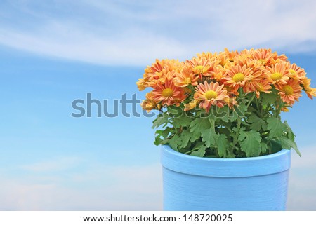 Chrysanthemum flowers in the flowerpot with blue sky and cloud background