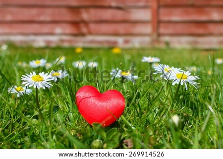 Garden Passion - A red love heart among lush green grass and daisies