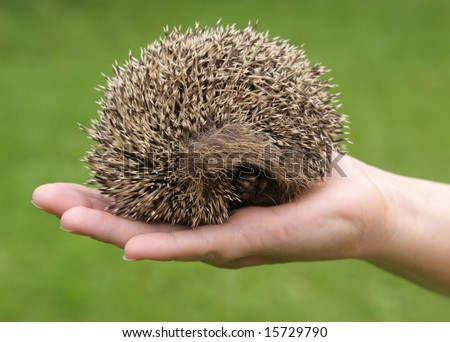 Small hedgehog on hand