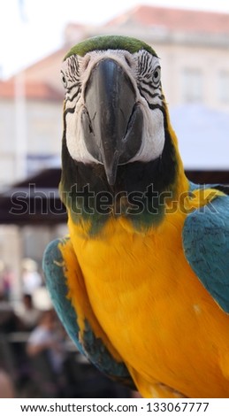 Colorful Parrot - Blue Yellow