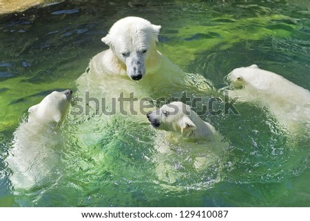 bathing family of polar bears