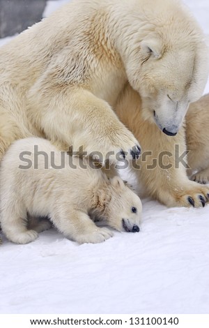 Cub of polar bear under mother protection