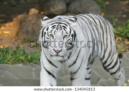 eye to eye with white bengal tiger