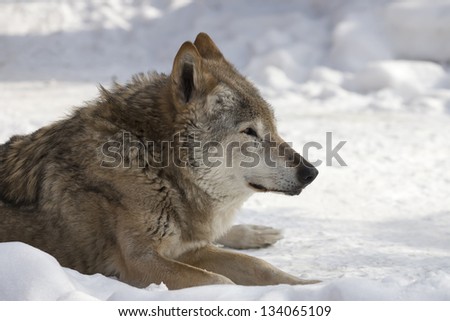 Sad eyes of an old wolf, lying on snow