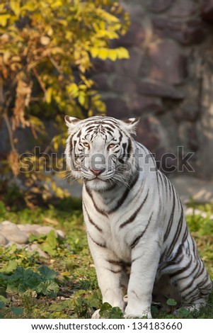 Sitting white bengal tiger