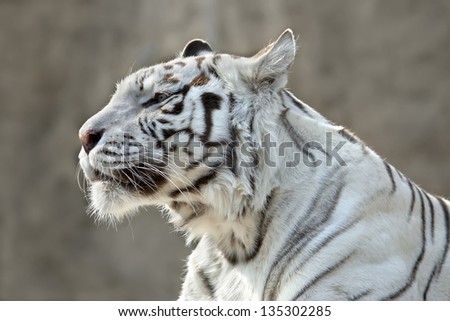 Attention in eyes of the white bengal tiger female, named Kali.