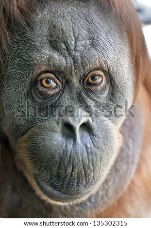 Eye to eye with an orangutan female. Animal close up portrait.