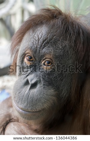 Animal portrait od an ape beauty female