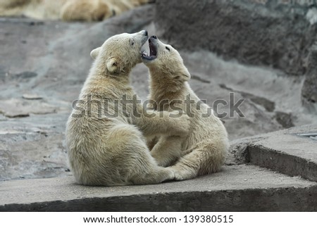 Kiss learning of polar bear siblings
