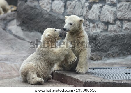 Low attack of a polar bear cub against his sibling