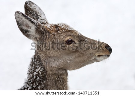 A deer female in fresh snow