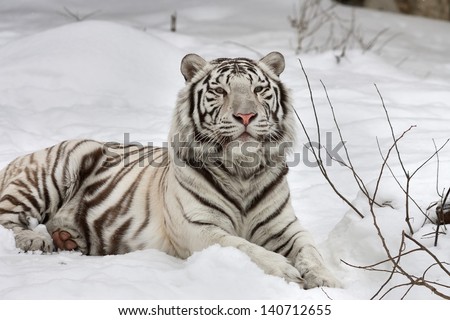 A White Bengal Tiger, Calm Lying On Fresh Snow.