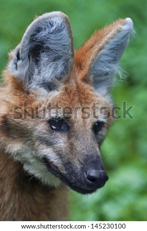 A face portrait of a maned wolf. The head of Canis jubatus.