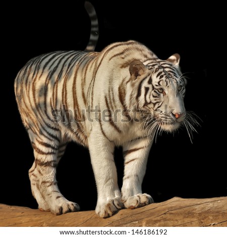 A white bengal tiger, standing on fallen tree in sunset light and isolated on black background.