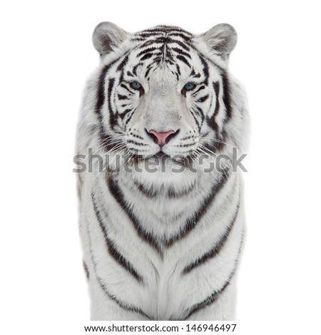 The head and chest of a white bengal tiger in snowflakes isolated on white background The head and chest of a white bengal tiger in snowflakes isolated on white background