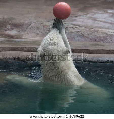 A young polar bear in pool, playing with orange ball. Water polo in zoo. A white bear cub shows his skills in ball games. A promising basketball player.