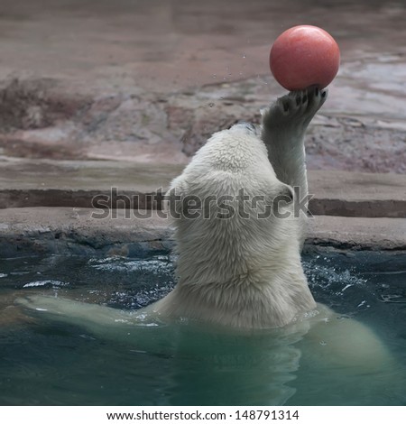 Hocus-pocus with orange ball of a skilled polar bear cub, bathing in pool. Promising water polo player in zoo. Careless childhood of a young white bear.