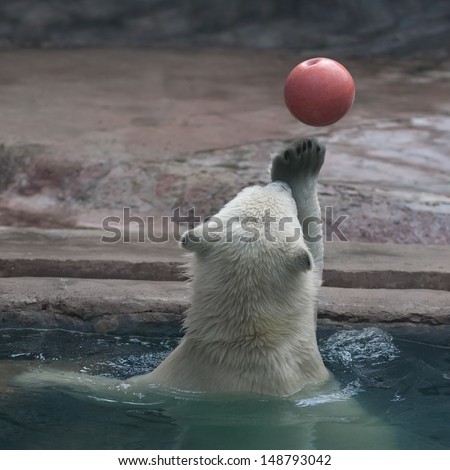 Water polo game in zoo. A young polar bear shows his skills in ball game. A white bear cub juggles with orange ball in pool.