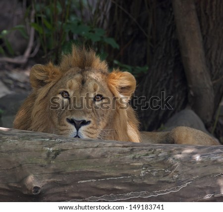 An Asian lion, lying behind the fallen tree. Ambush of the King of beasts. Stare of one of the most dangerous and beautiful beasts.