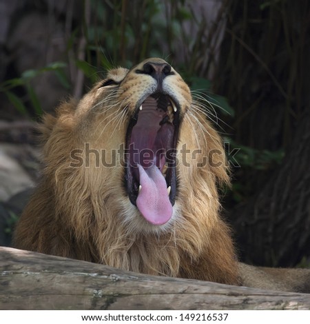 A yawning Asian lion, lying behind the fallen tree in mountain forest. Careless beast, knowing his King greatness. The most dangerous and biggest cat.
