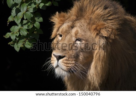 Side face portrait of an Asian lion with bunch of greenery on black background. The head with splendid mane of the King of beasts. Wild beauty of the biggest cat.