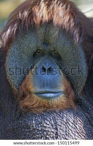 Narrow look at the world. Eye to eye with an orangutan male, chief of the monkey family. Face portrait of the most expressive animal, great human-like ape.