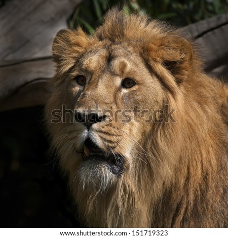 Sunlit face of an Asian lion. Menacing stare of the King of beasts. The head and shoulder under splendid and shaggy mane of the most dangerous and biggest cat.